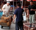 Pet Dogs Abandoned and Sold by Owners for Korean Meat Market