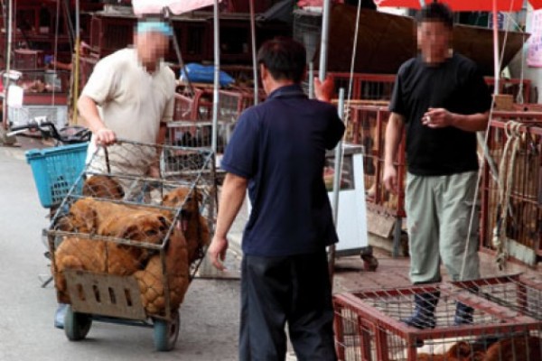 Dog Meat Market