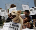 South Korean activists protest consumption of dog meat
