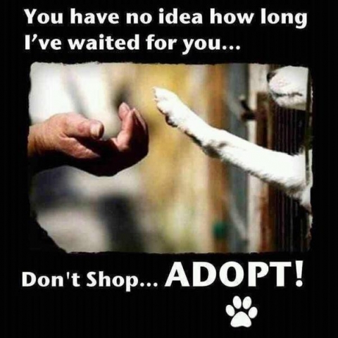 Don’t Shop – Adopt!