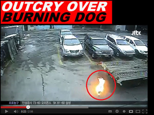 Video of burning dog sparks public outcry in S Korea