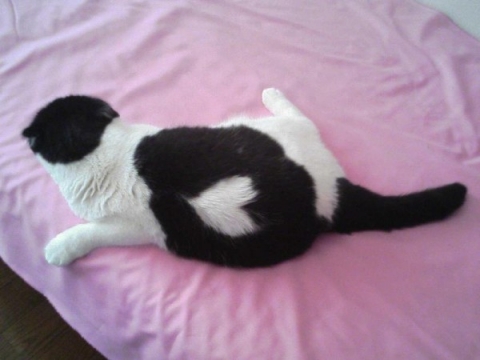 Love your Pet …Valentine’s Cat Photos – Fur Hearts | Temple of Cats