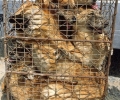 Inside South Korea’s Dog Meat Trade