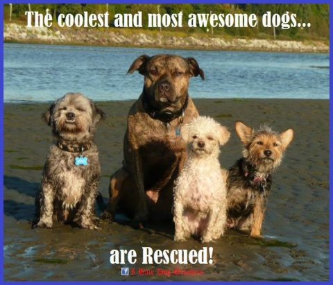Rescued Dogs