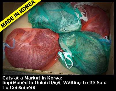 Korea – Cats at a Market