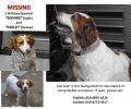 Lost Dog in Namgu District