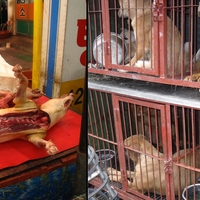 "Dog meat consumption is an