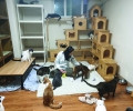 Mrs. Yu Ju-Youn with cats in Nabiya Shelter