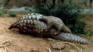 No more scale of pangolin for Chinese medicine